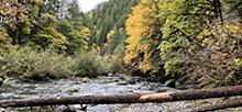 Trout Creek