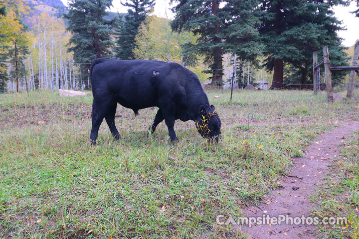 Iron Mine Campground Cow