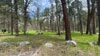 Grizzly Creek Campground Picnic Area