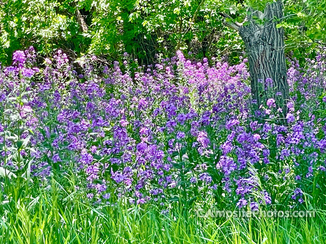 Bessey Recreation Complex Main Campground Flowers