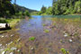 Black Canyon Campground Willamette River