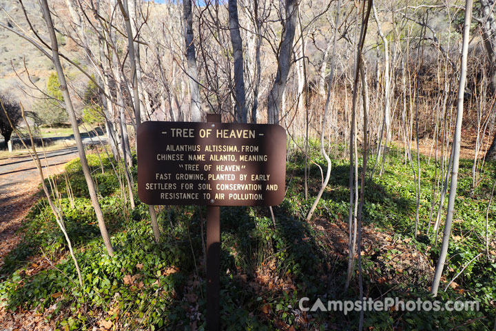 Tree of Heaven Campground Tree Description