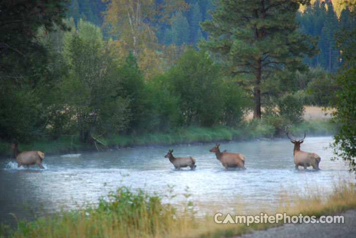 Alta Campground Elk