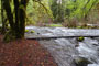 French Pete Campground Creek View