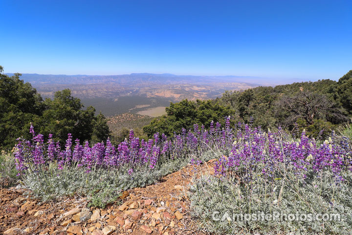 Campo Alto Campground Wildflowers