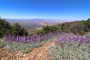 Campo Alto Campground Wildflowers