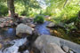 Middle Lion Campground Lion Canyon Creek Scenic