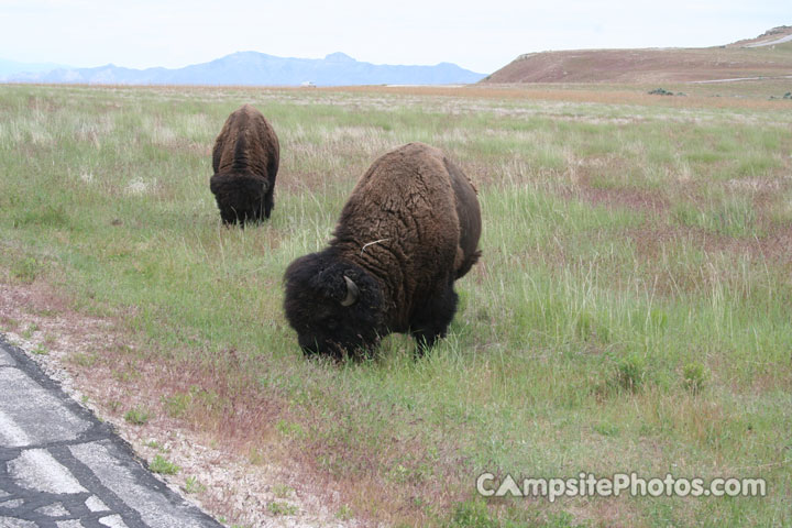 Antelope Island State Park Bison