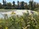 Glimmerglass State Park Beaver Pond