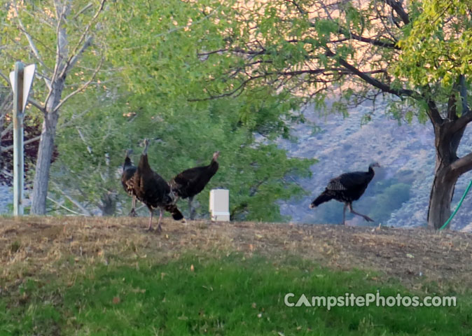 Lake Owyhee State Park Turkeys