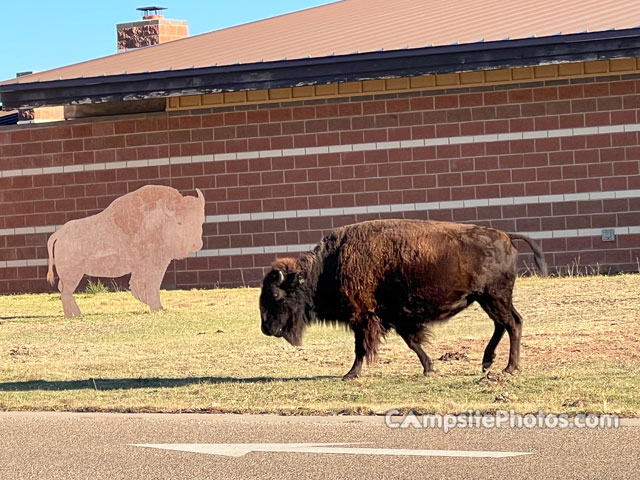 Caprock Canyons State Park Bison 2