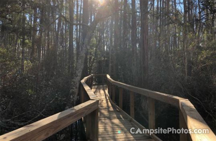 Cary State Forest View