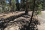 Yosemite Creek Campground 047