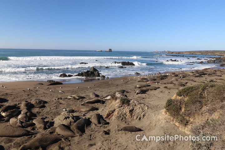 Kirk Creek Big Sur Elephant Seals