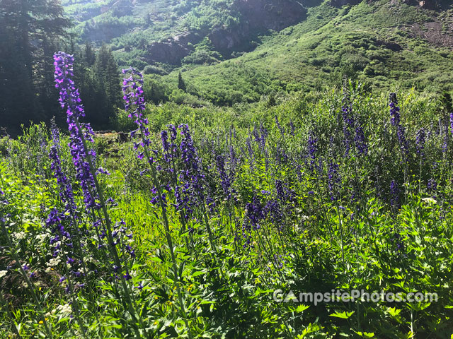 Lundy Canyon Campground Lundy Canyon Flowers