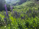 Lundy Canyon Campground Lundy Canyon Flowers