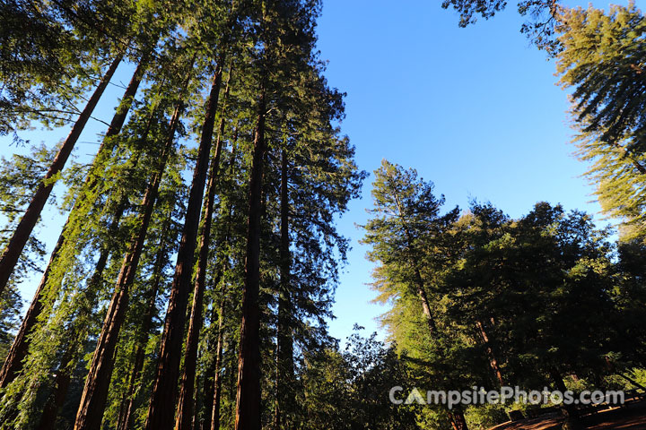 Mt. Madonna County Park Redwoods