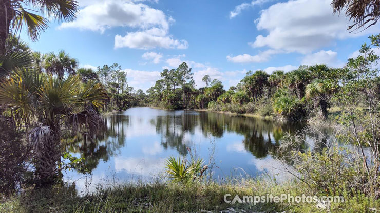 Gator Head Scenic