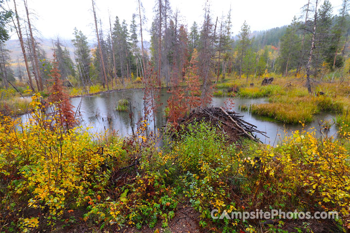 Shingle Creek Campground Beaver Pond