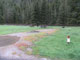 Moose Creek Flat Campground 005