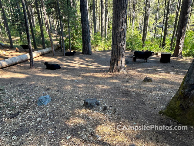 Wakalu Hep Yo Campground Cows