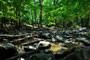 Cades Cove Group Creek View