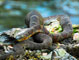 Cades Cove Group Snake