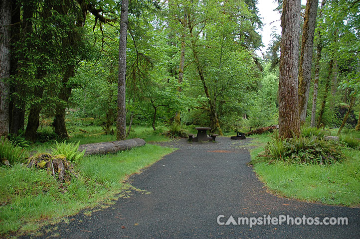 Hoh Rainforest 006