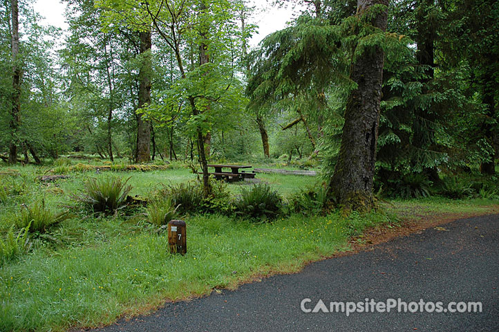 Hoh Rainforest 007