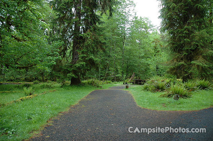 Hoh Rainforest 008