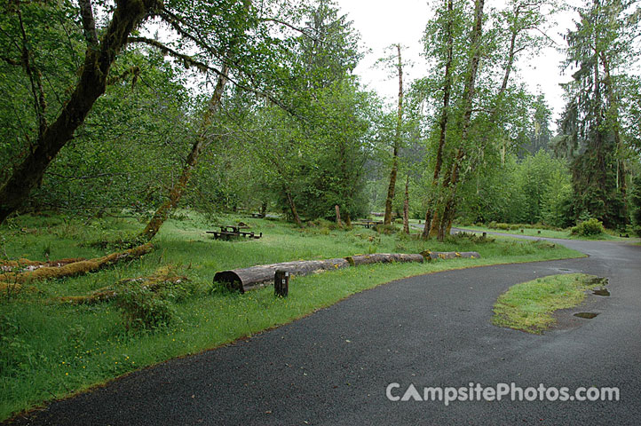 Hoh Rainforest 012