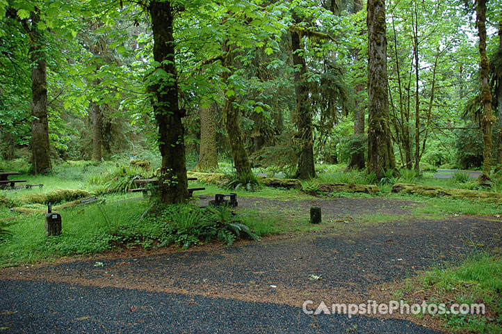 Hoh Rainforest 041