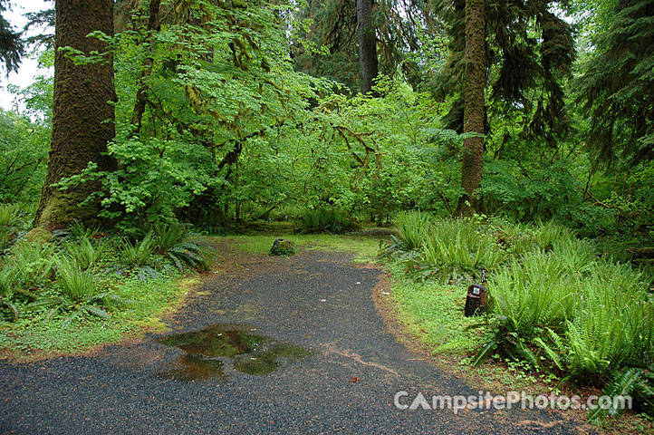 Hoh Rainforest 050