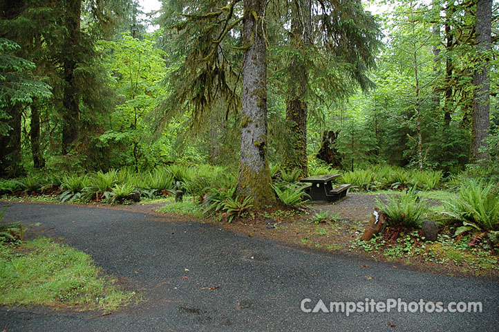 Hoh Rainforest 067