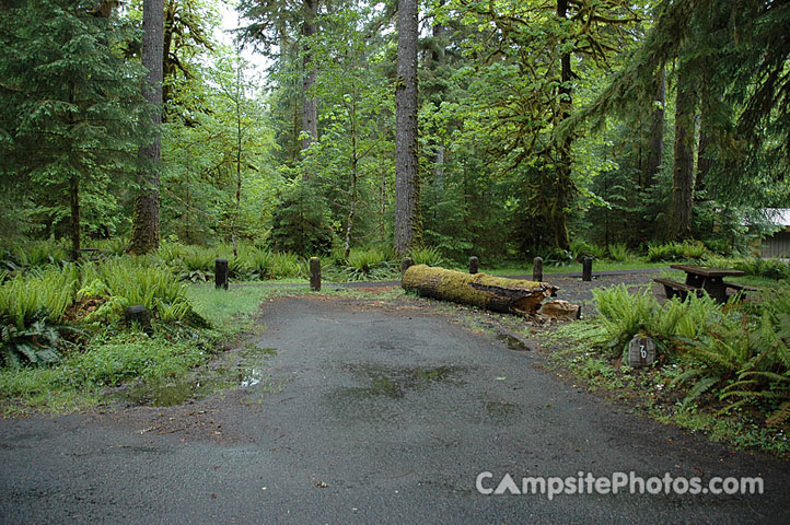 Hoh Rainforest 070