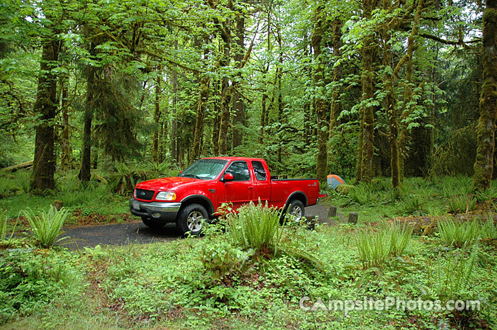 Hoh Rainforest 079