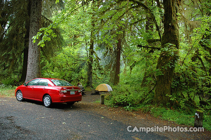 Hoh Rainforest 084