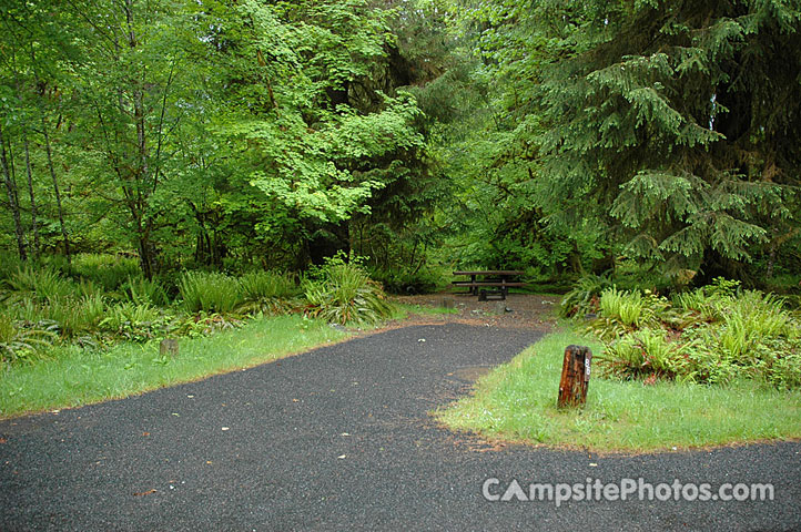 Hoh Rainforest 086