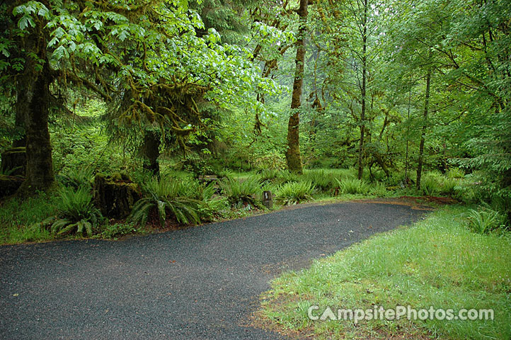 Hoh Rainforest 089