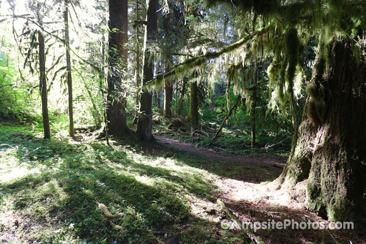 Sol Duc Forest