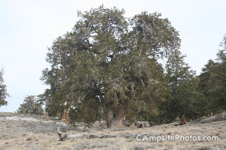 Bristlecone