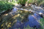 Upper Grays Meadow Campground Independence Creek Fishing Hole