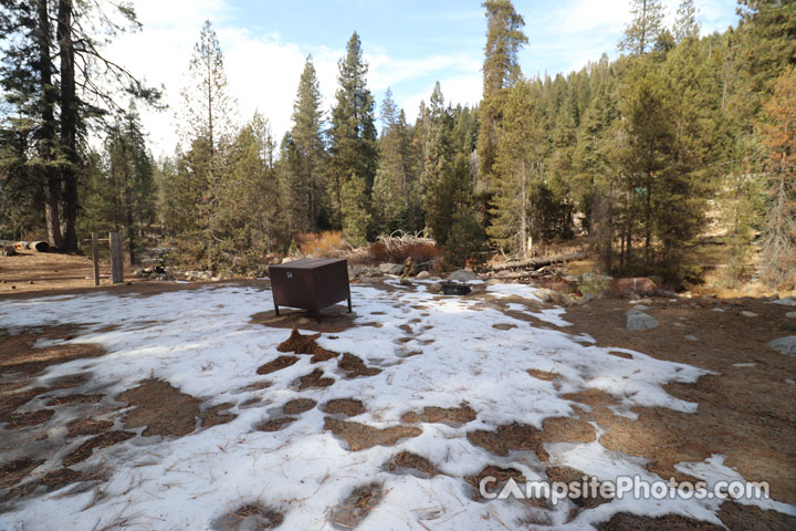 Lodgepole Sequoia 054