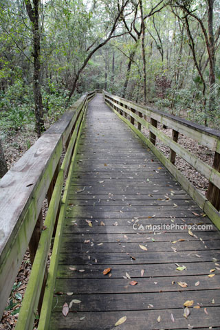 Highlands Hammock Scenic Shot 1