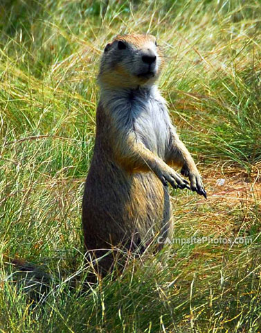 Devils Tower Prarie Dog