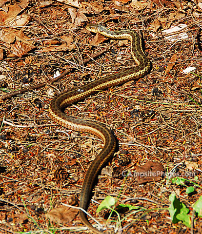 Wilmington Notch Snake